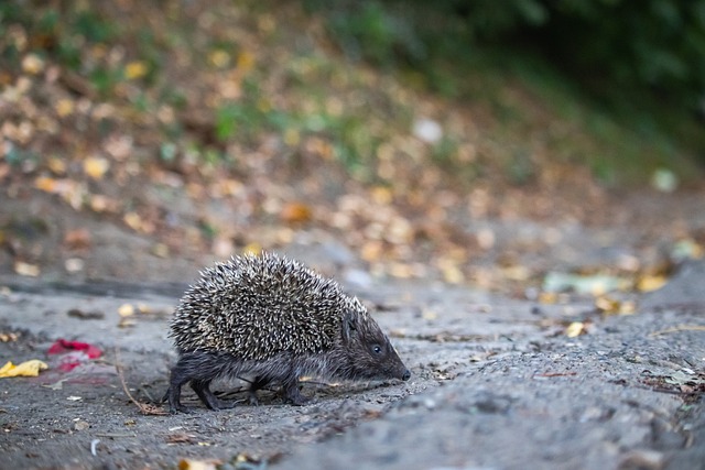 攻防节奏不 攻防节奏不